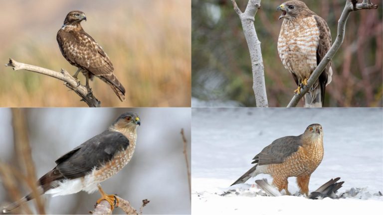 north american hawks