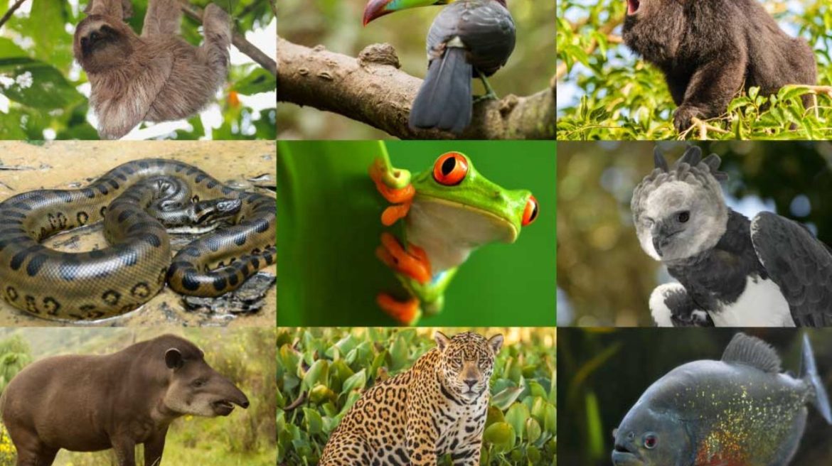 rainforest animals list