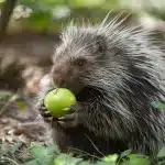 what do porcupines eat.png