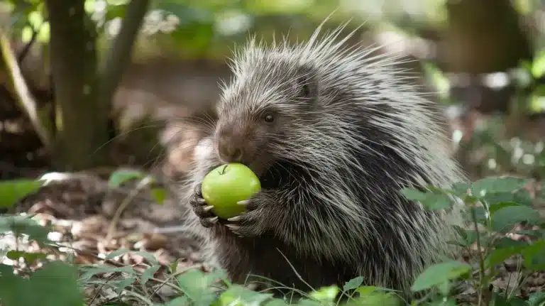 what do porcupines eat.png