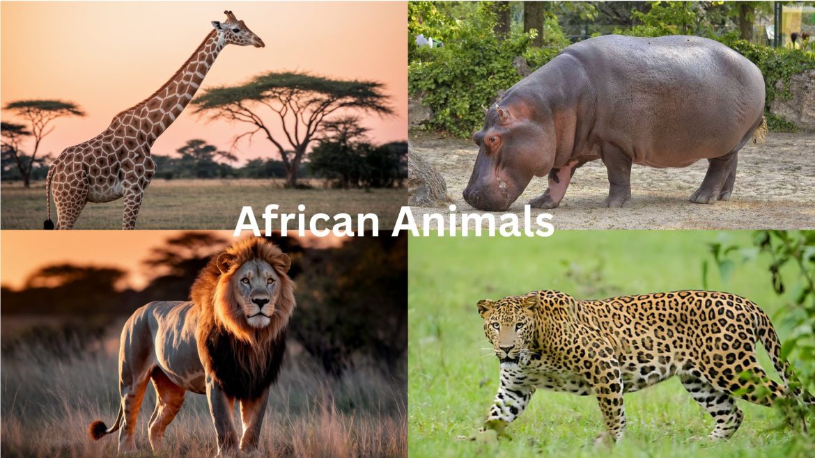 african animals list with pictures
