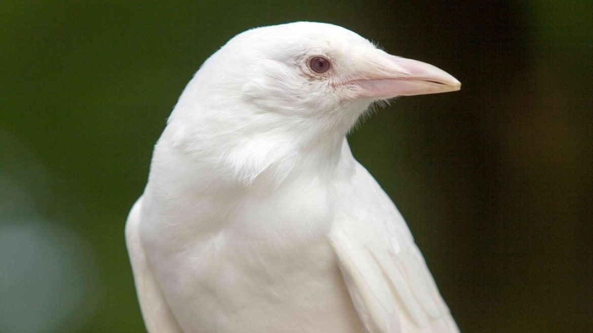 albino crow