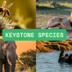 keystone species list