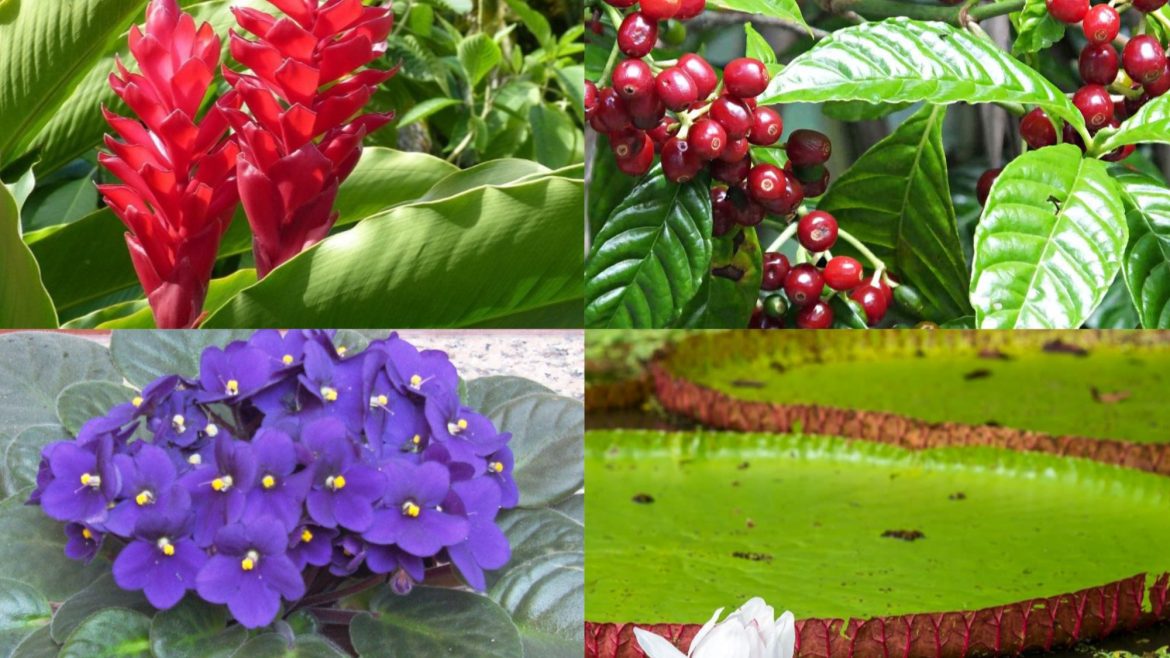 rainforest plants