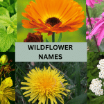 wildflower names