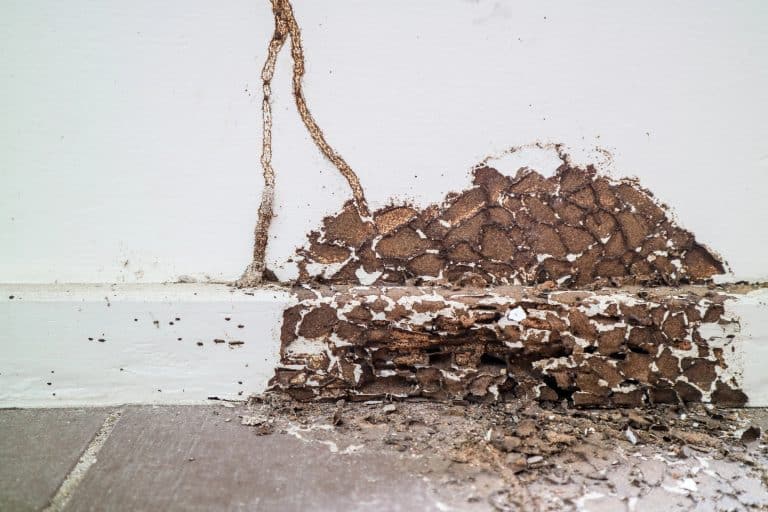 Common Termite Types and Their Distinct Characteristics