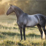 106 Grey Horse Names with Their Meanings