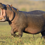 200 Unique Names for Your Adorable Hippo Companion