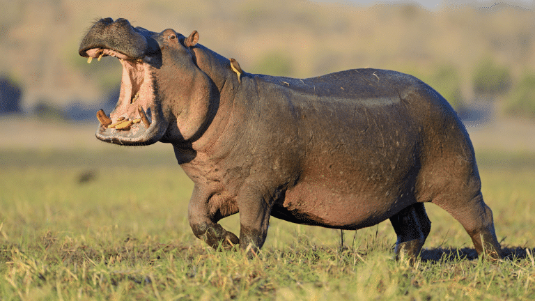 200 Unique Names for Your Adorable Hippo Companion