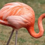 98 Flamingo Names for Your Feathered Friend