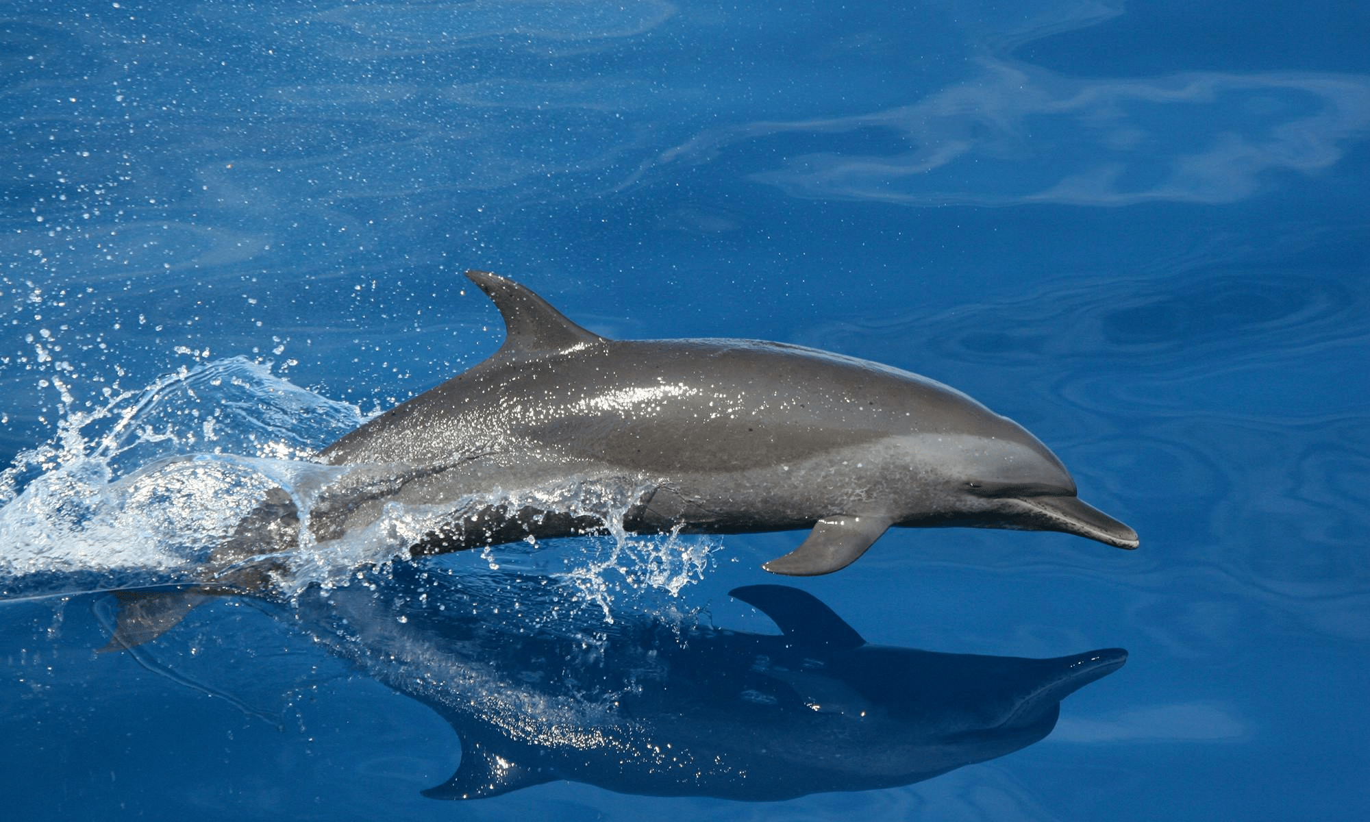 Dolphins
