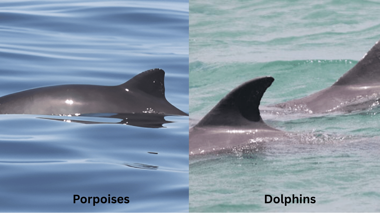 Dorsal Fin Comparison
