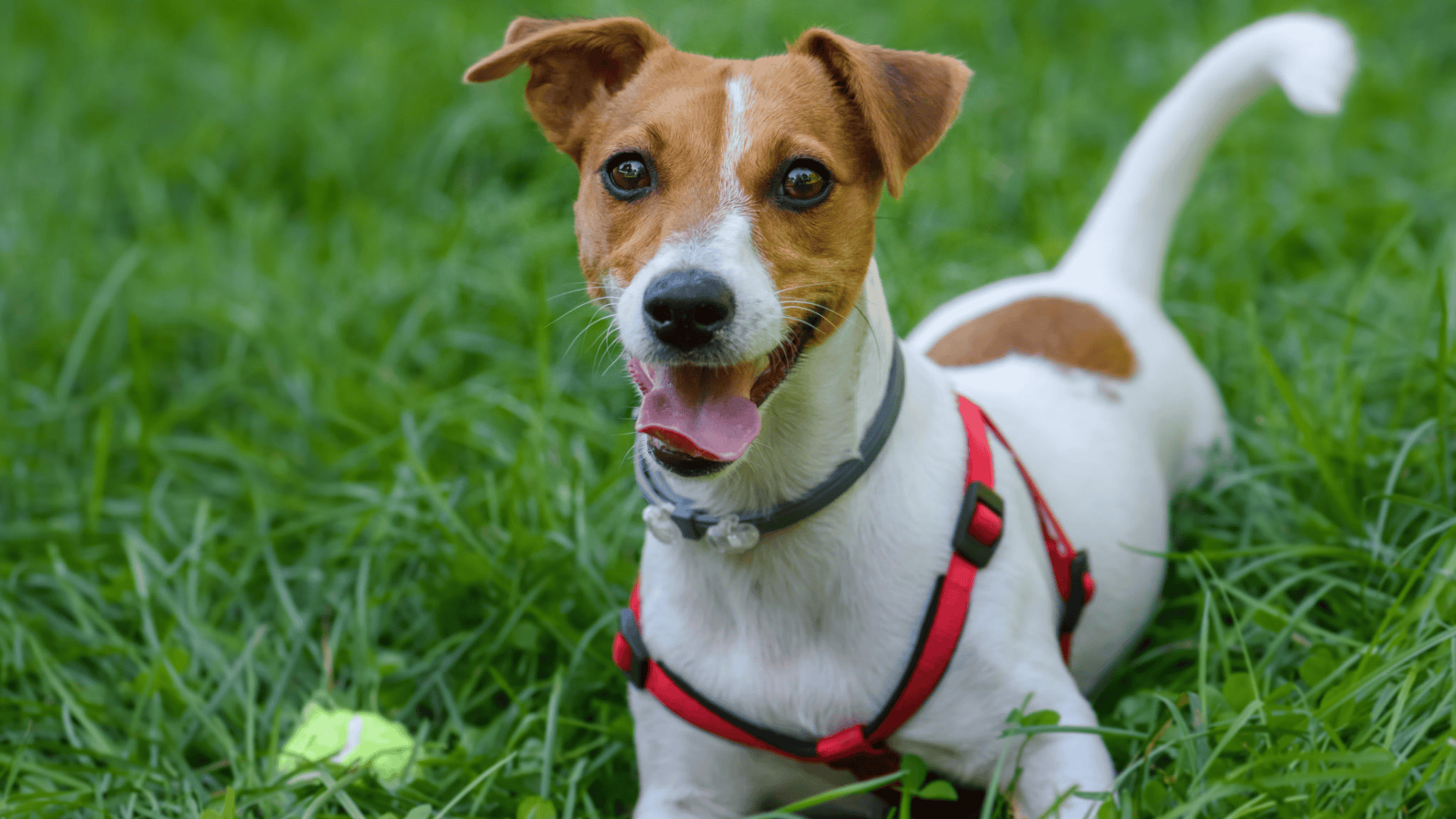 Jack_Russell_Terrier