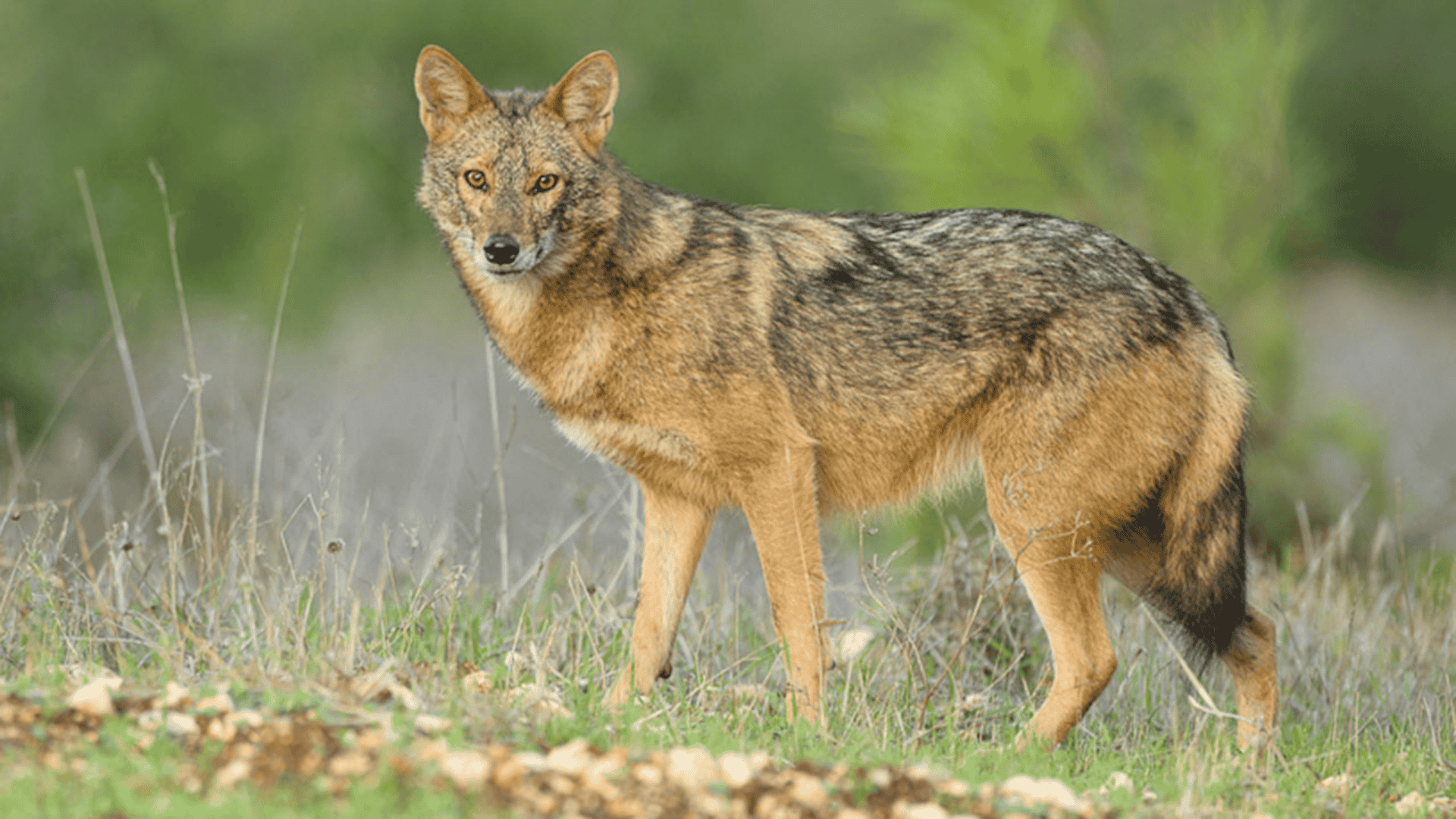 Jackal