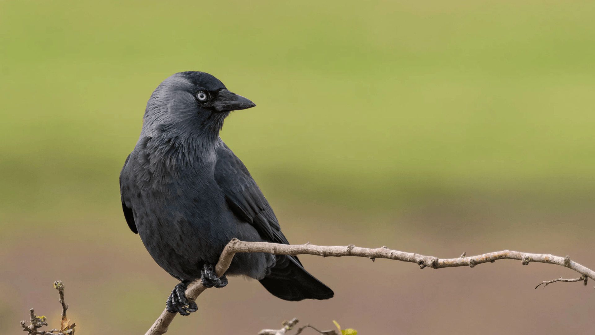 Jackdaw
