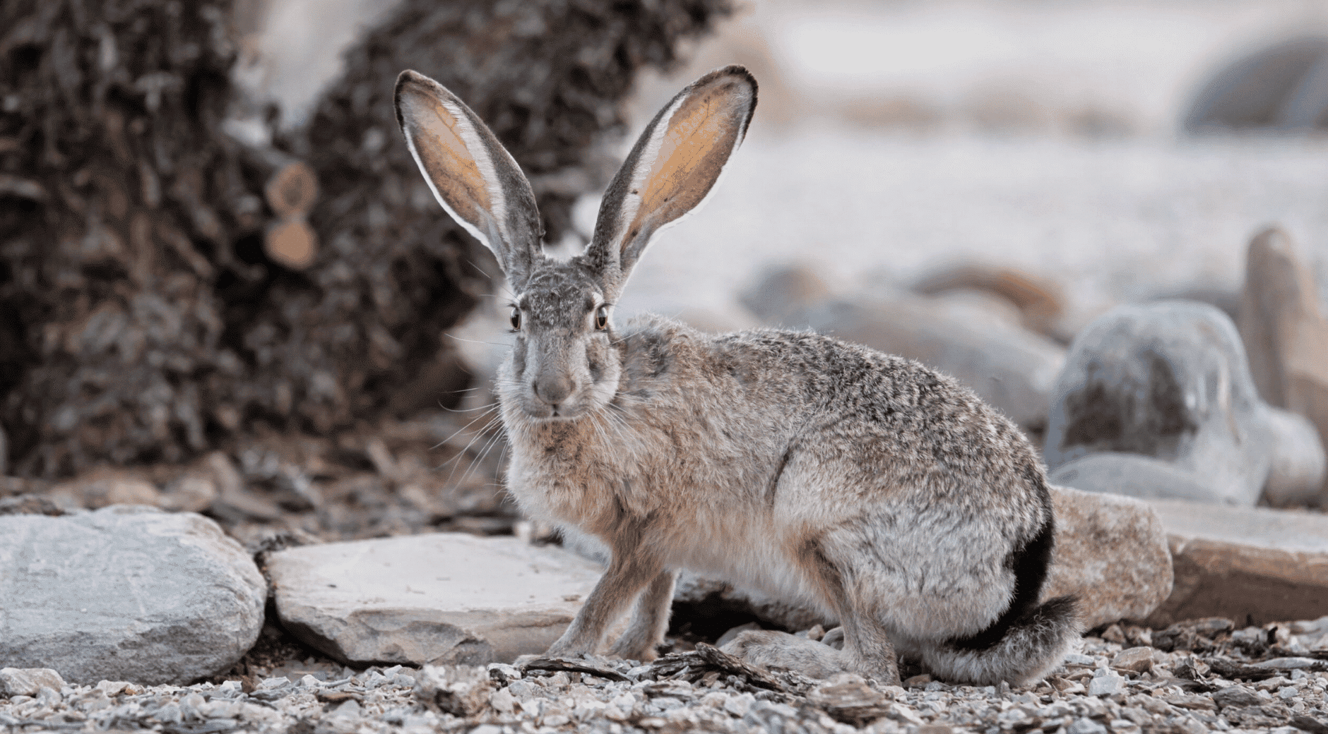 Jackrabbit