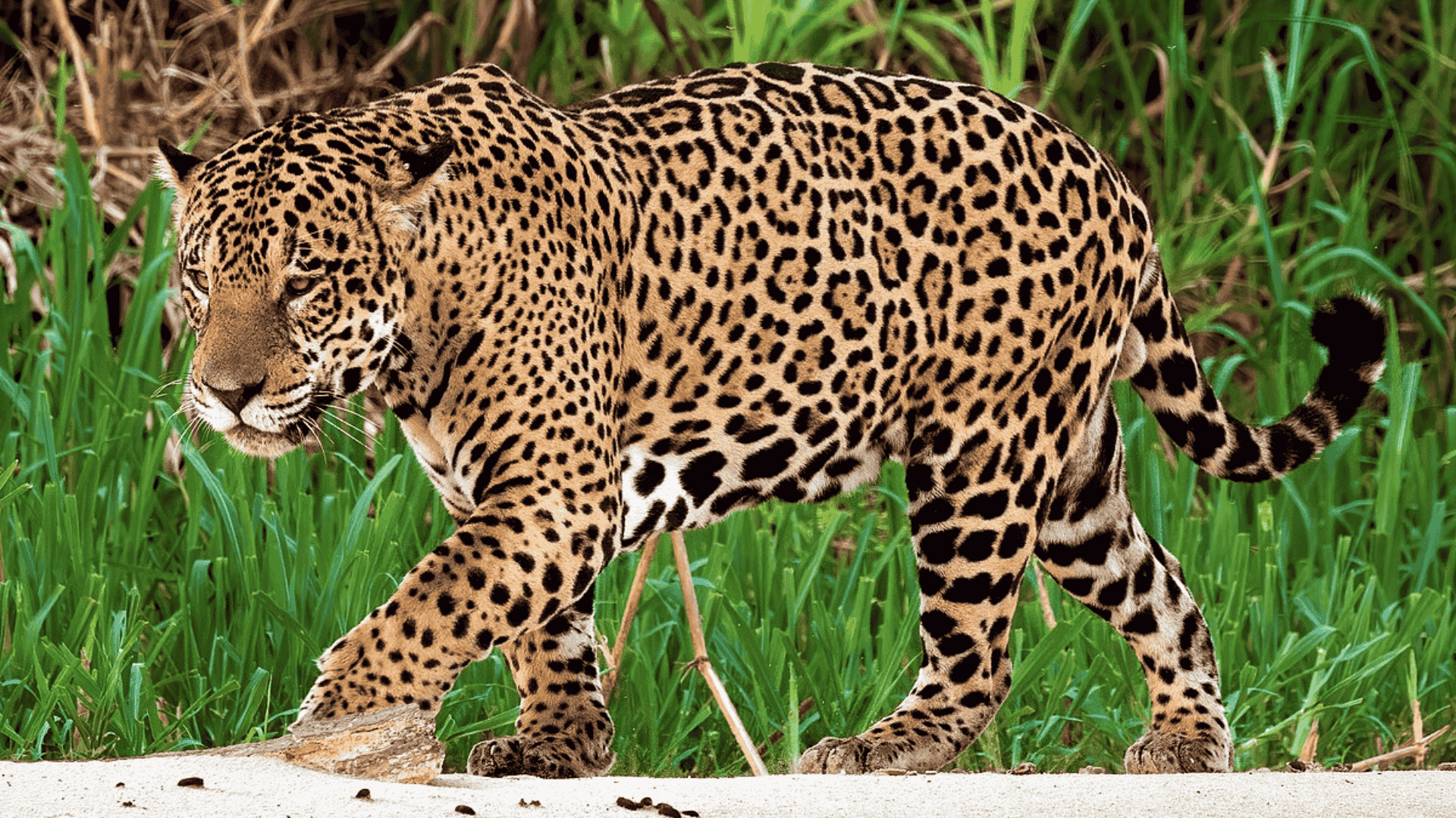 Jaguar