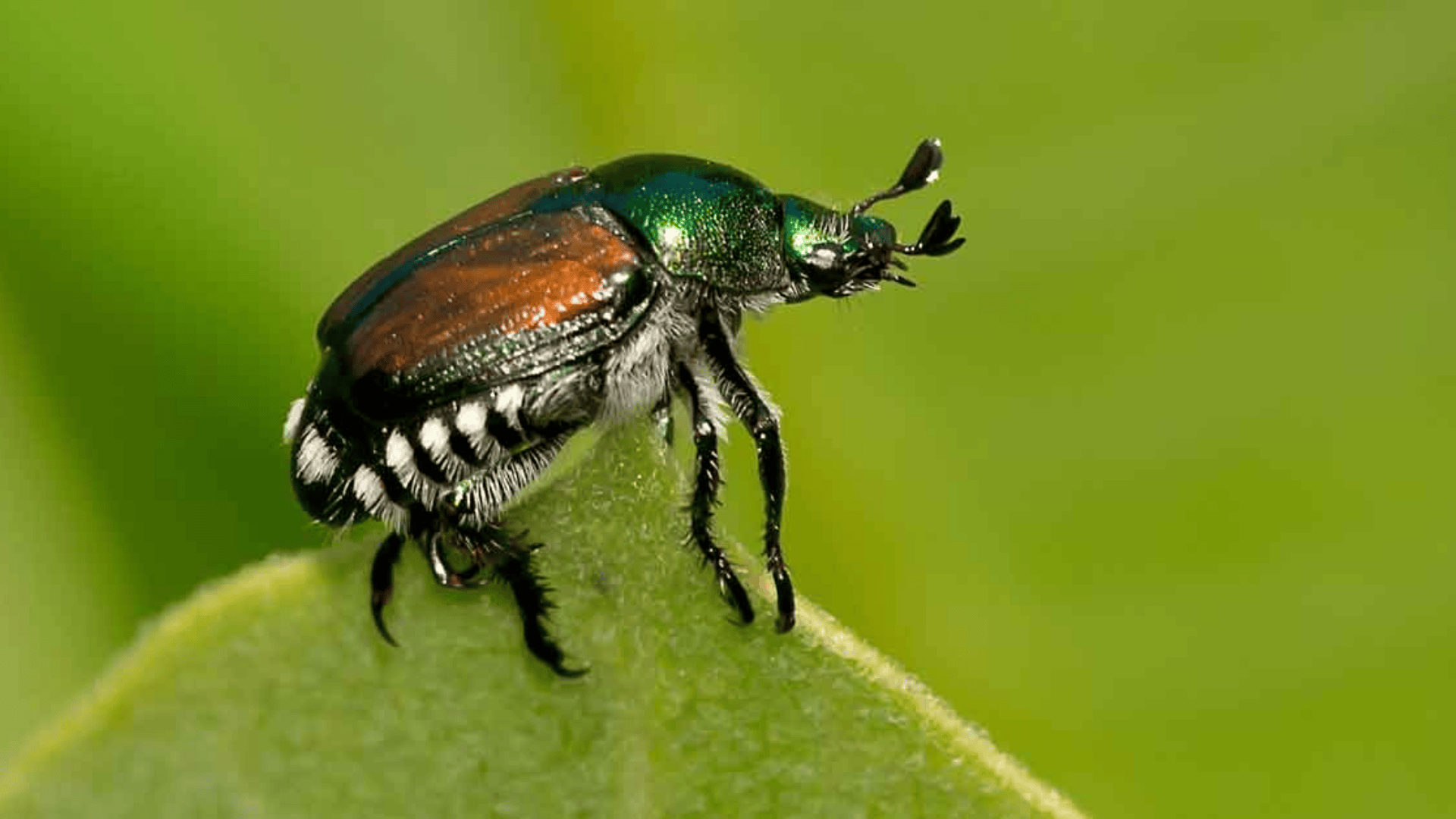 Japanese_Beetle
