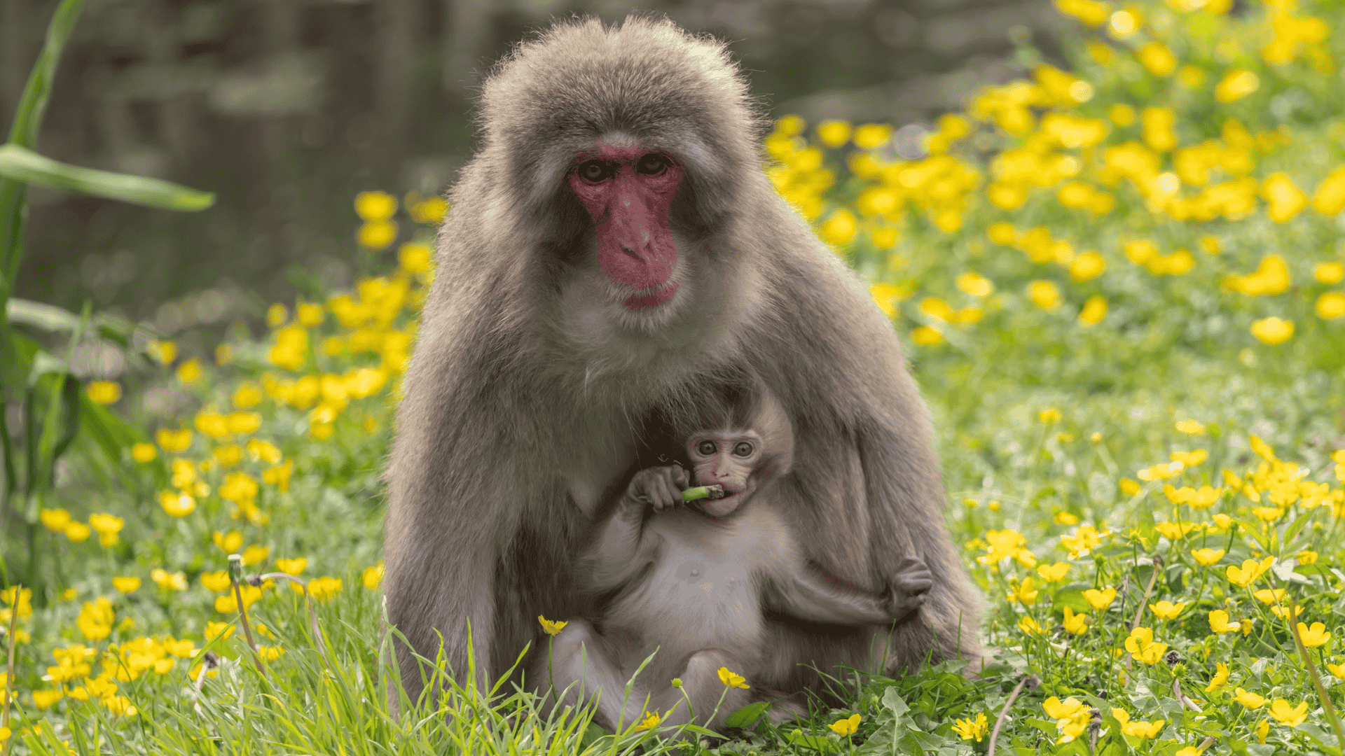 Japanese_Macaque