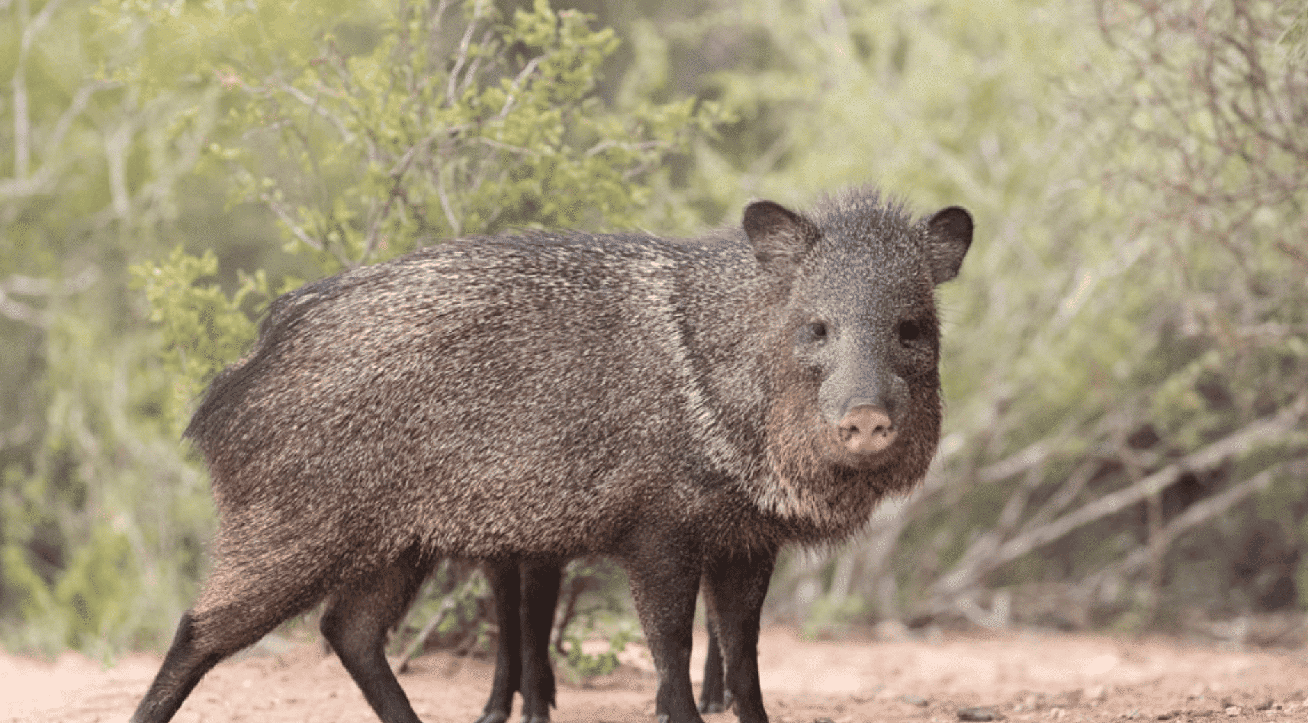 Javelina