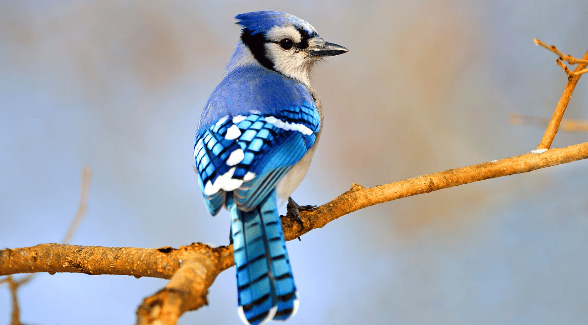 Jay