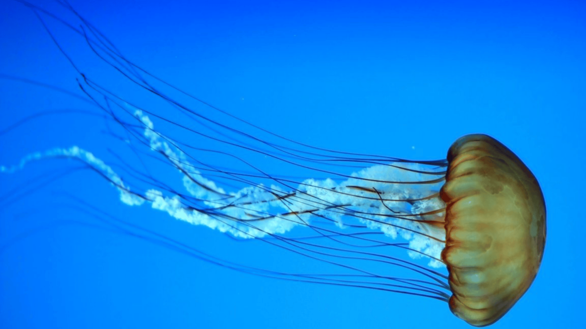 Jellyfish