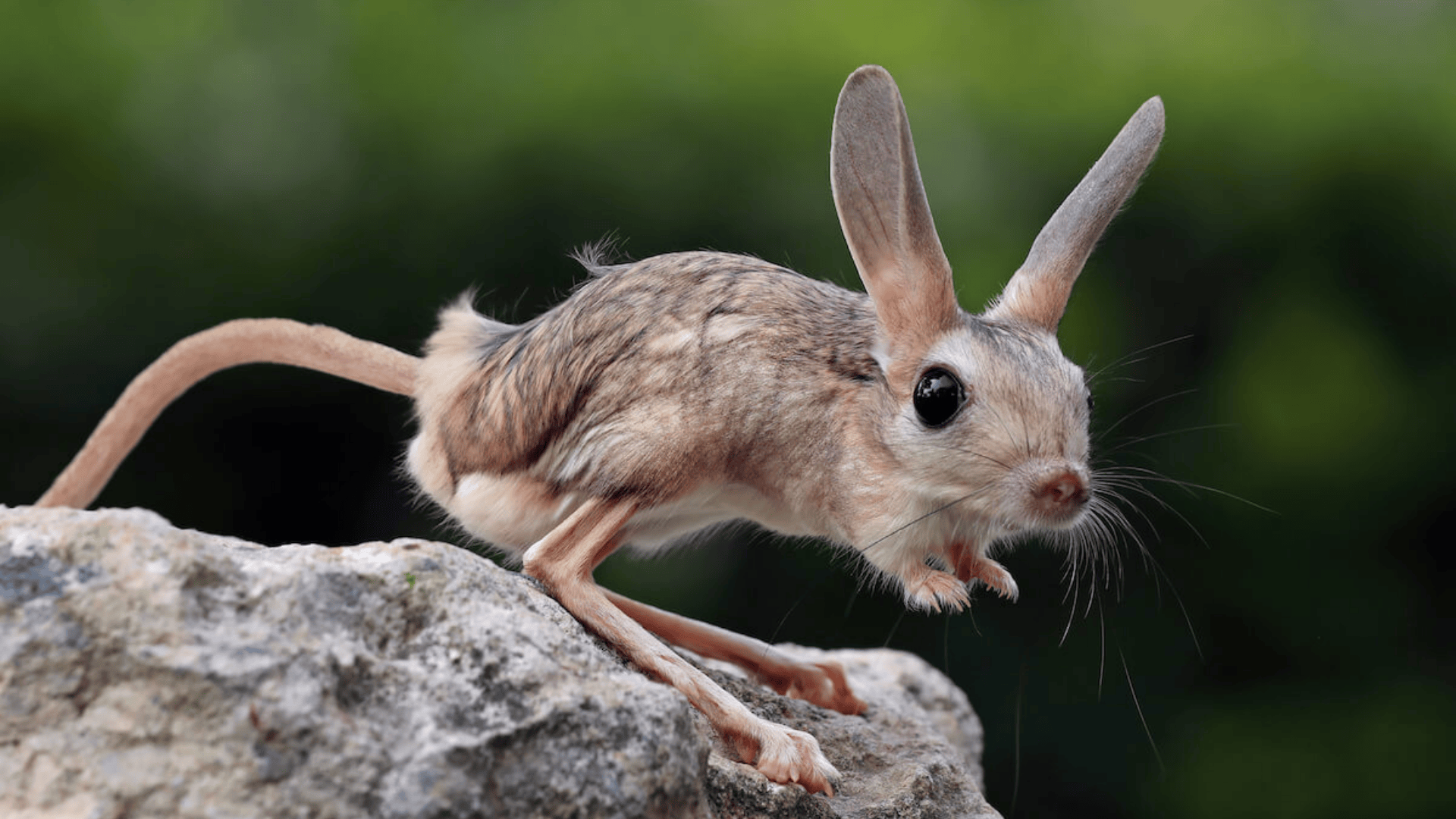 Jerboa