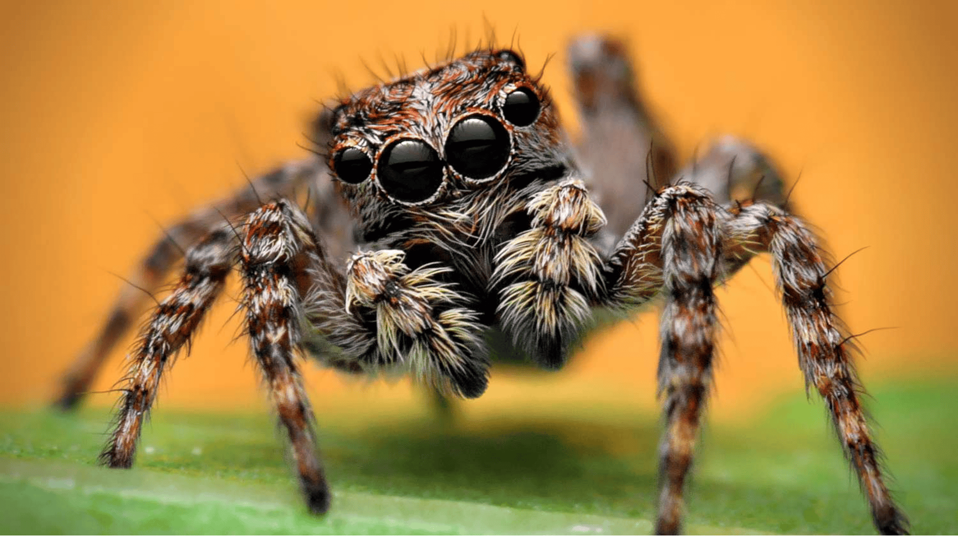 Jumping_Spider