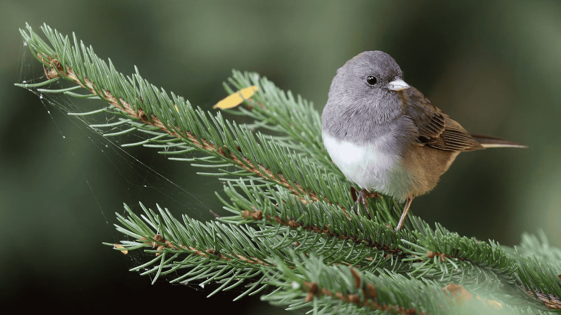 Junco