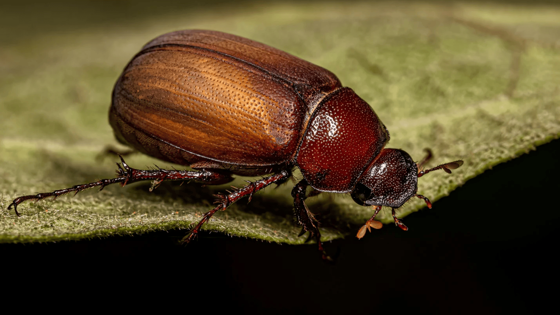 June_Beetle