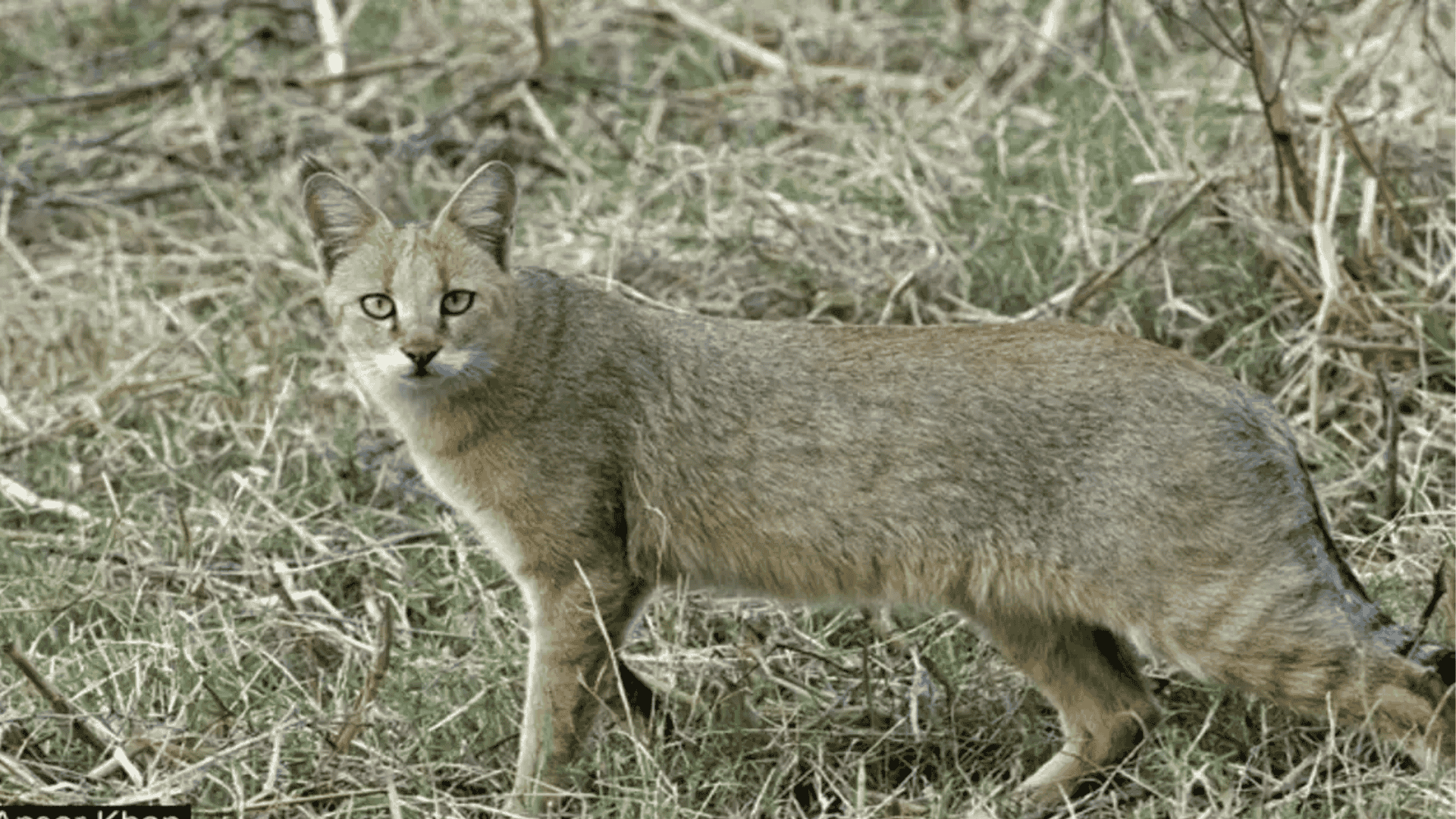 Jungle_Cat