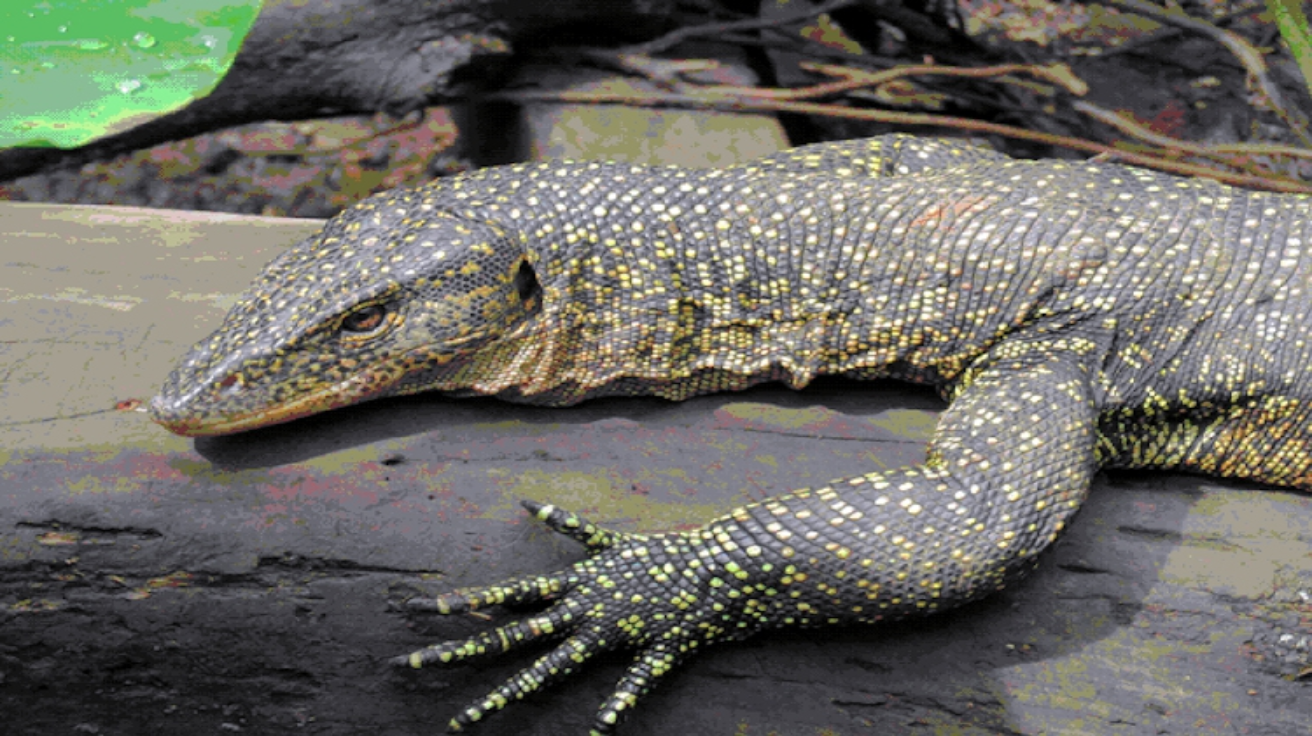 Mangrove_Monitor_Lizard