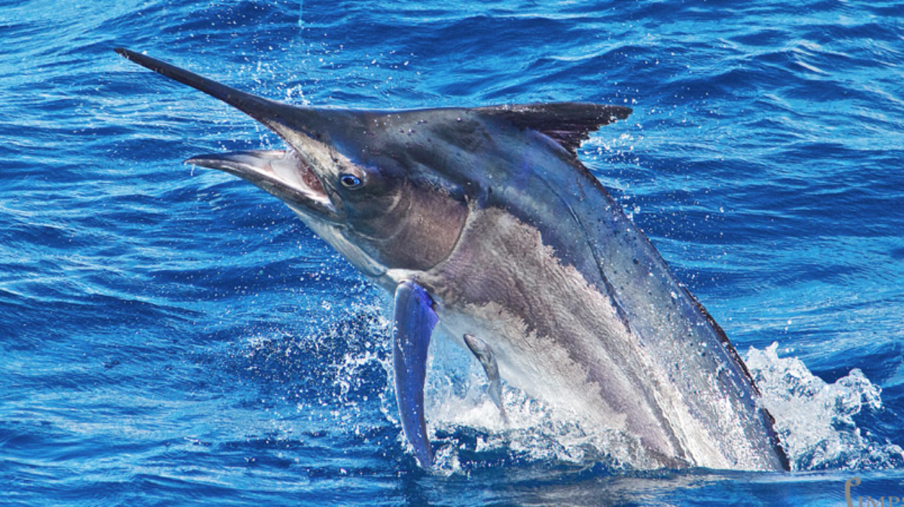 Marlin