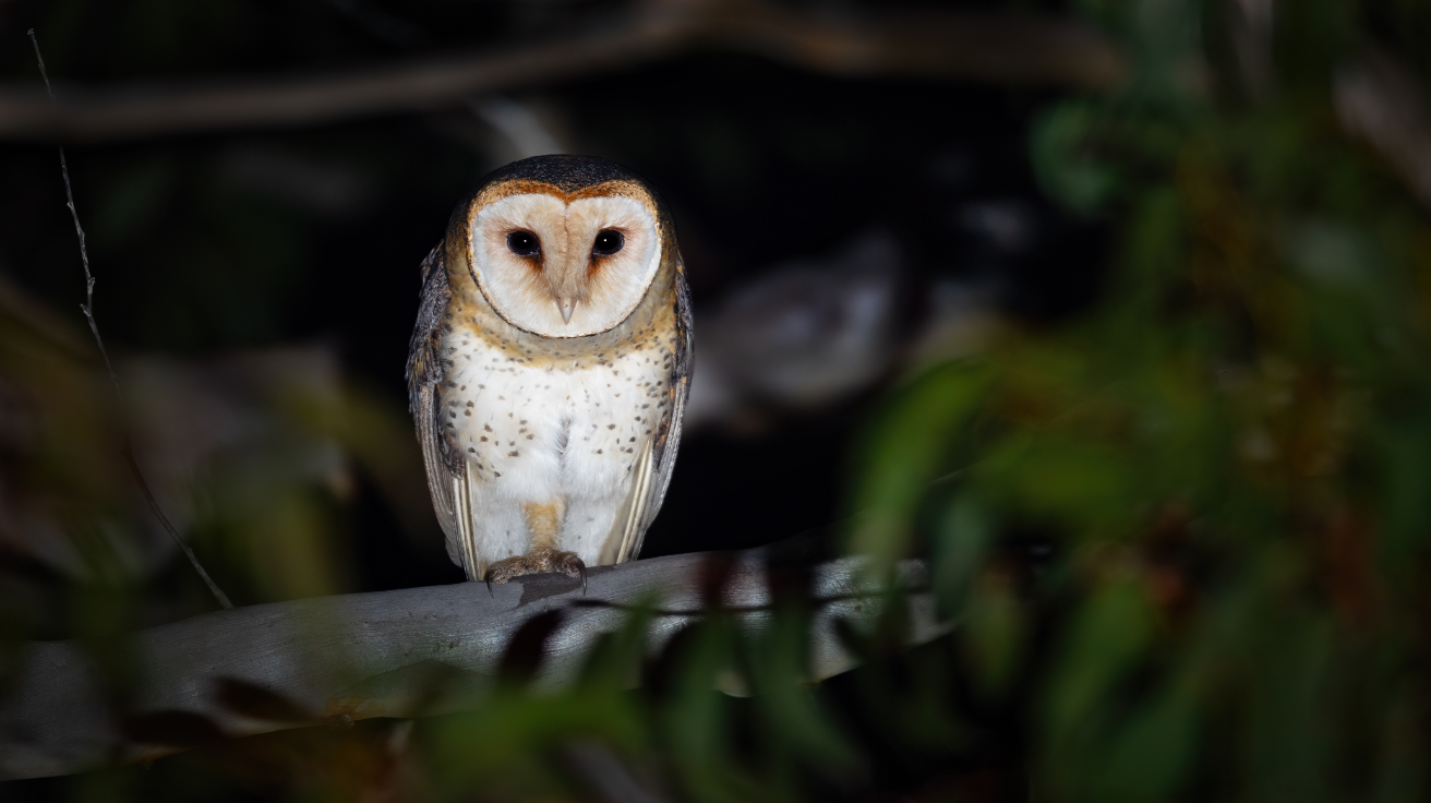 Masked_Owl