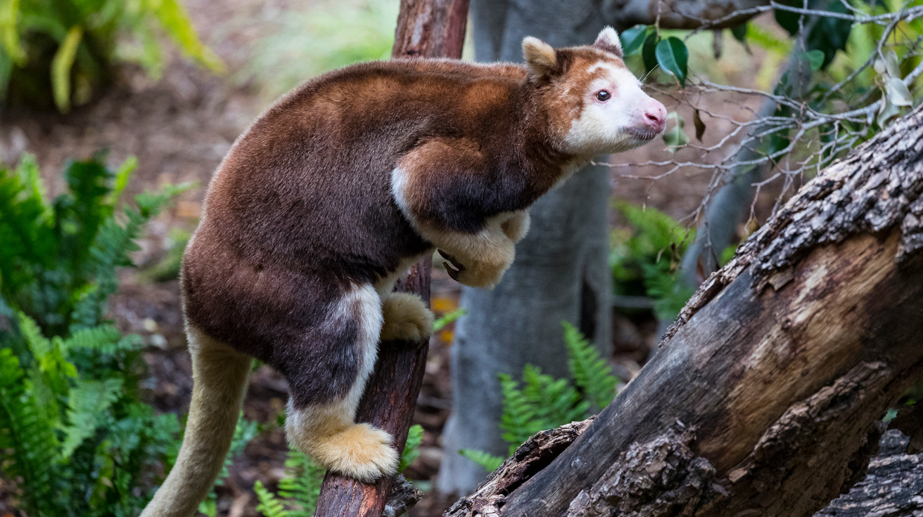 Matschies_Tree_Kangaroo