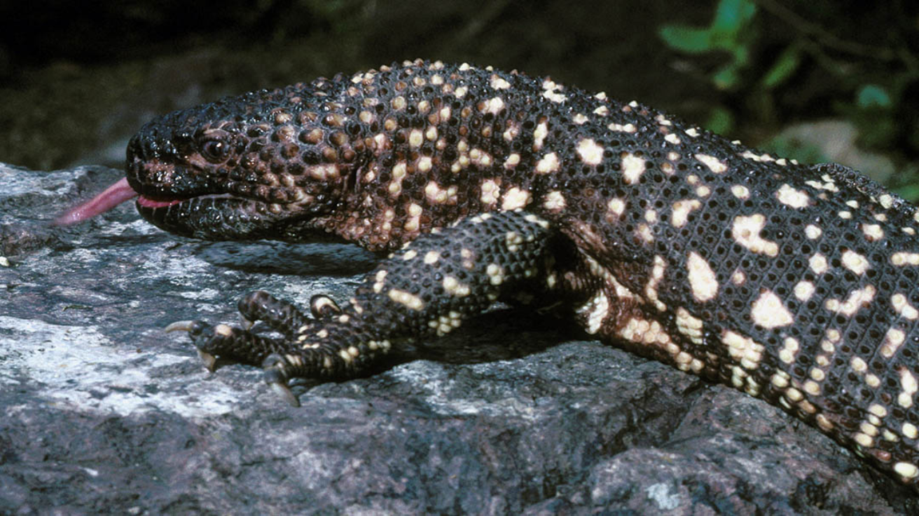 Mexican_Beaded_Lizard