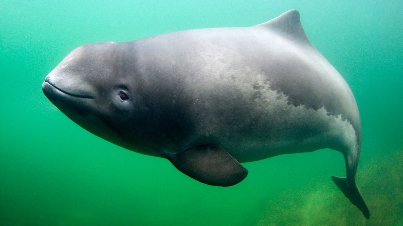 Porpoises
