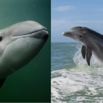 Spot the Splash: Porpoise vs Dolphin Face Off