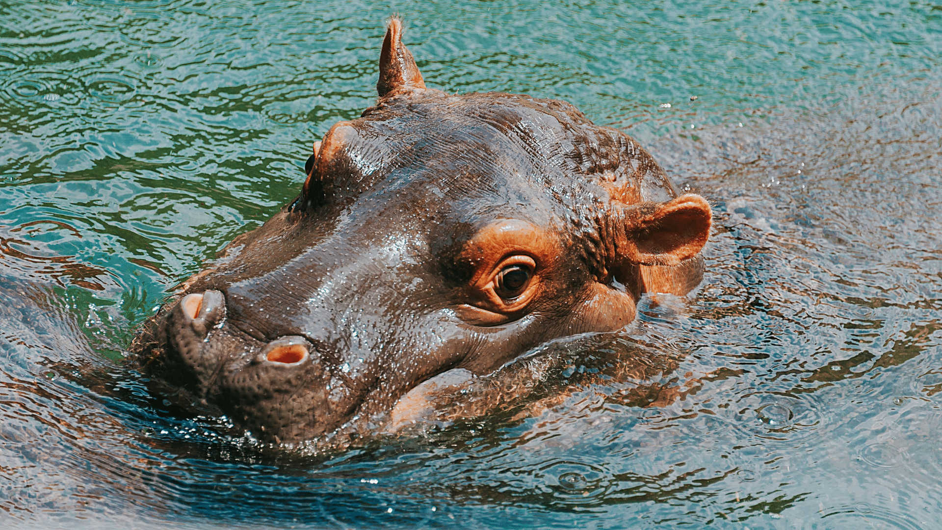 What Makes a Hippo an Adorable Companion?
