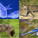 animals that start with j