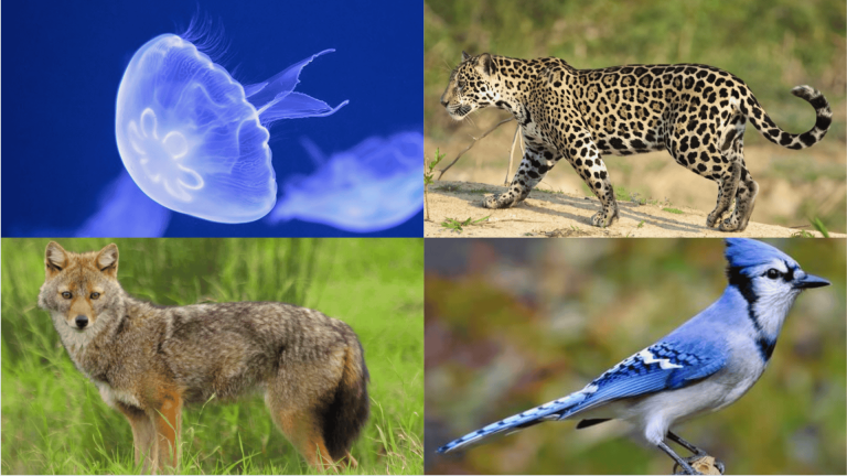 animals that start with j