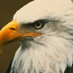 eagle names
