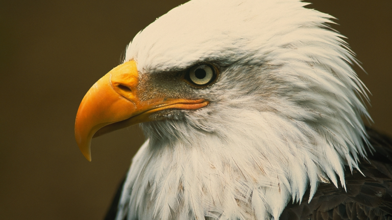 eagle names