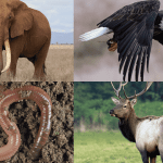141 Animals that Start with The Letter E