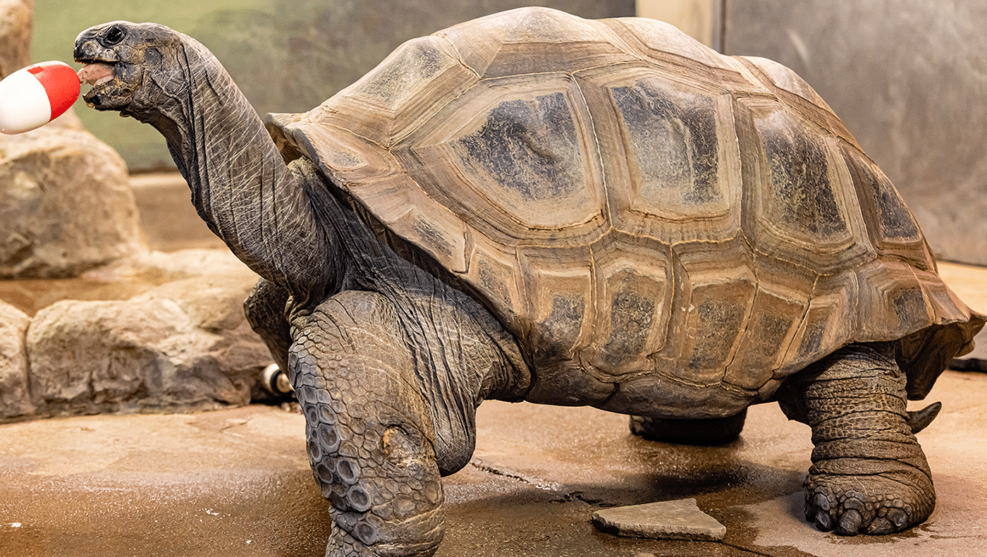 Aldabra_Giant_Tortoise