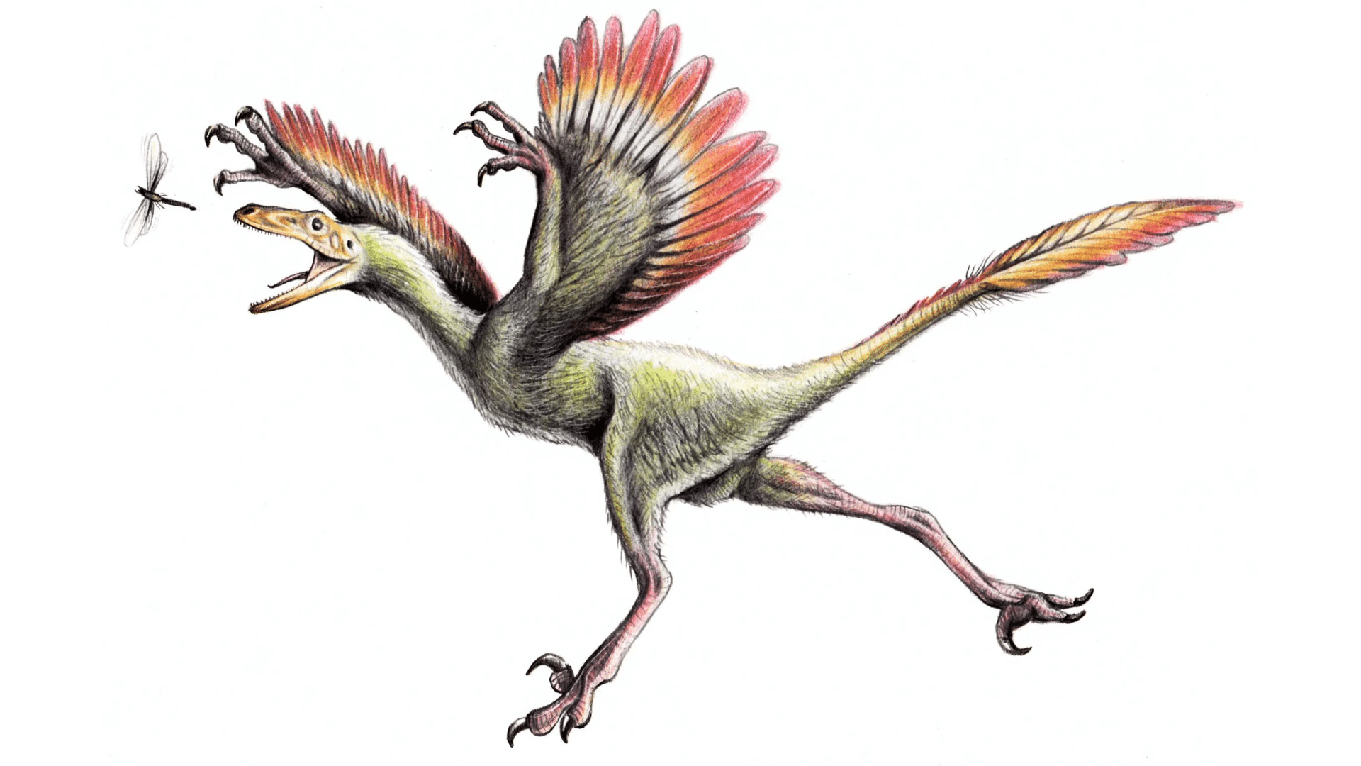 Bambiraptor