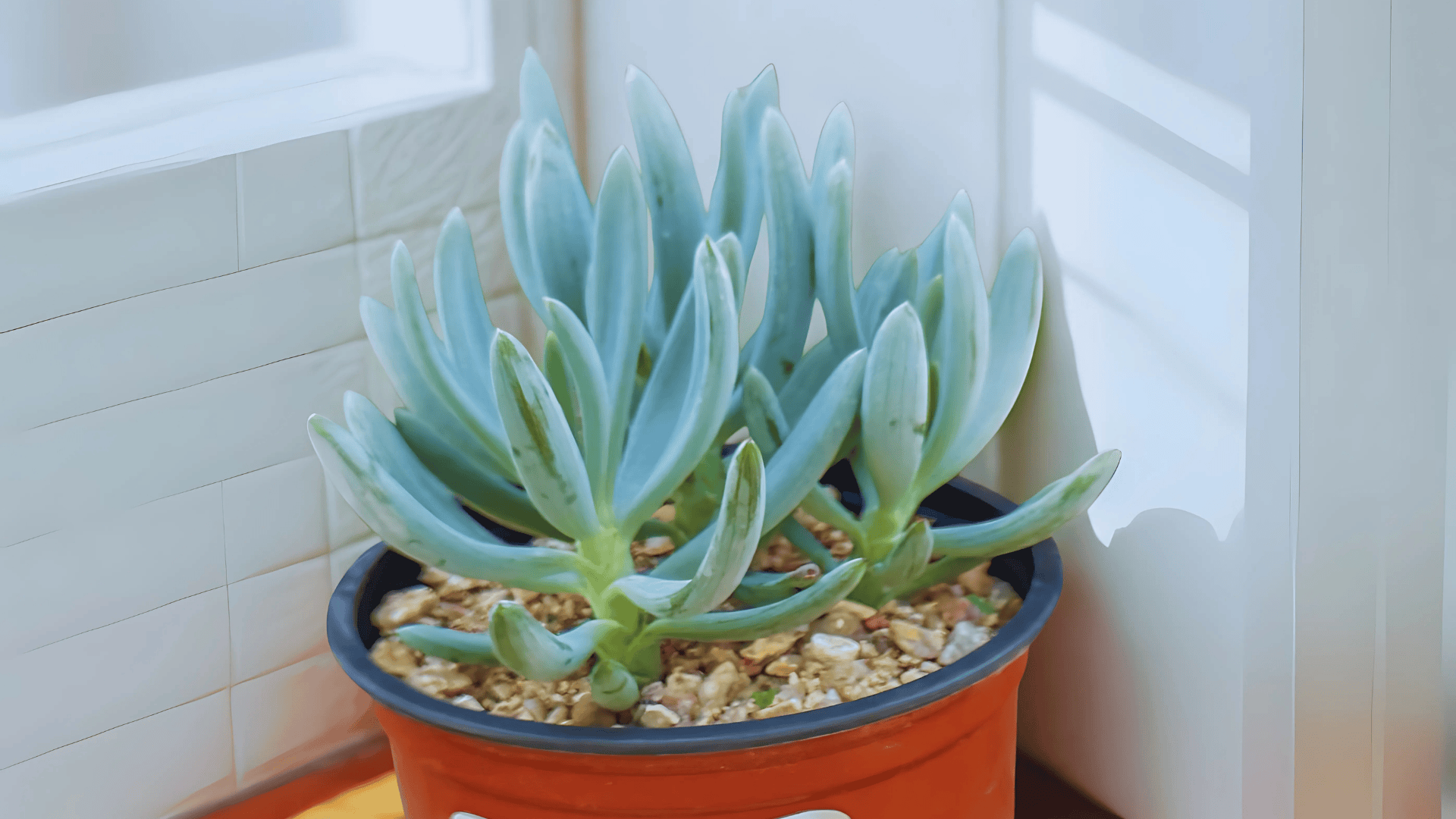 Blue Chalksticks (Senecio)