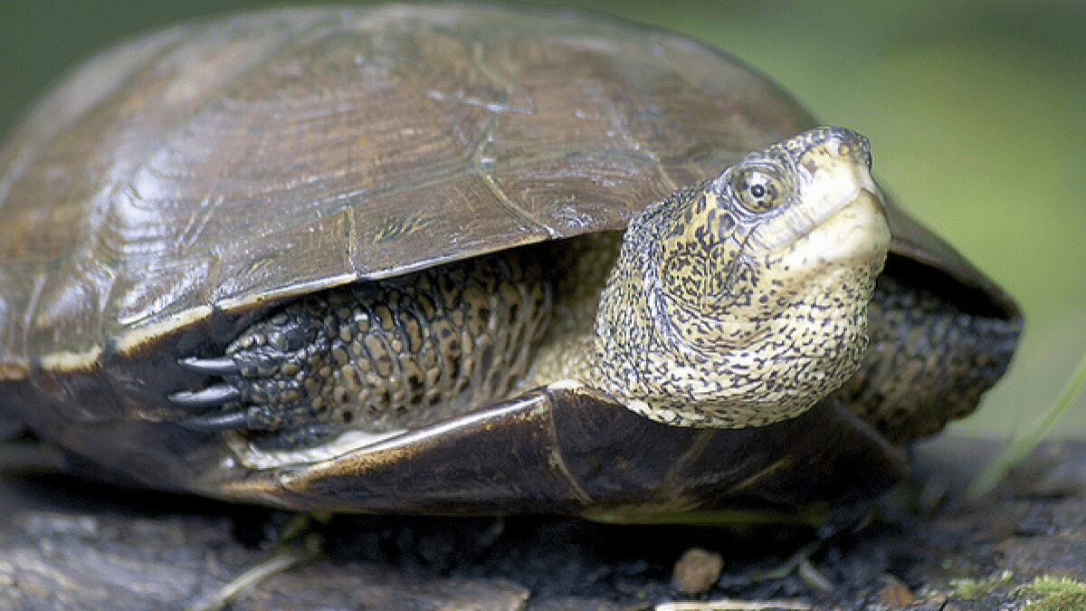 California_Box_Turtle