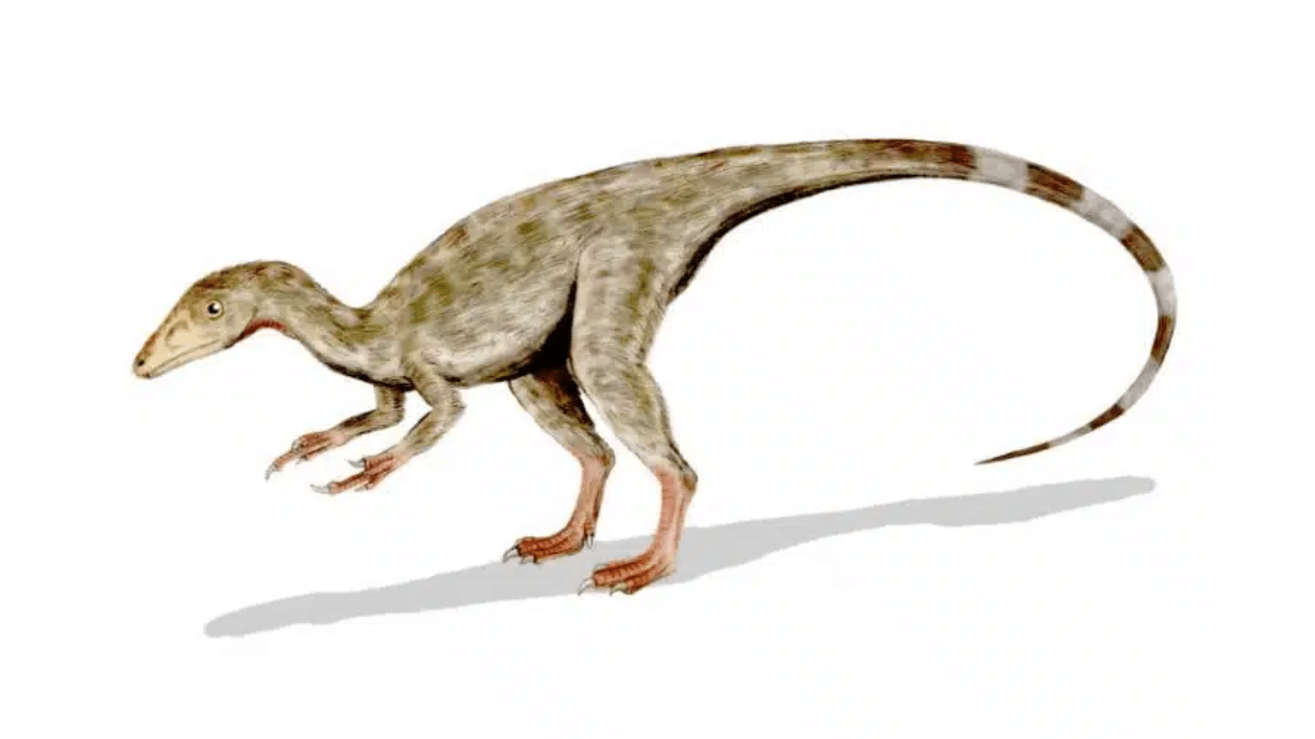 Compsognathus