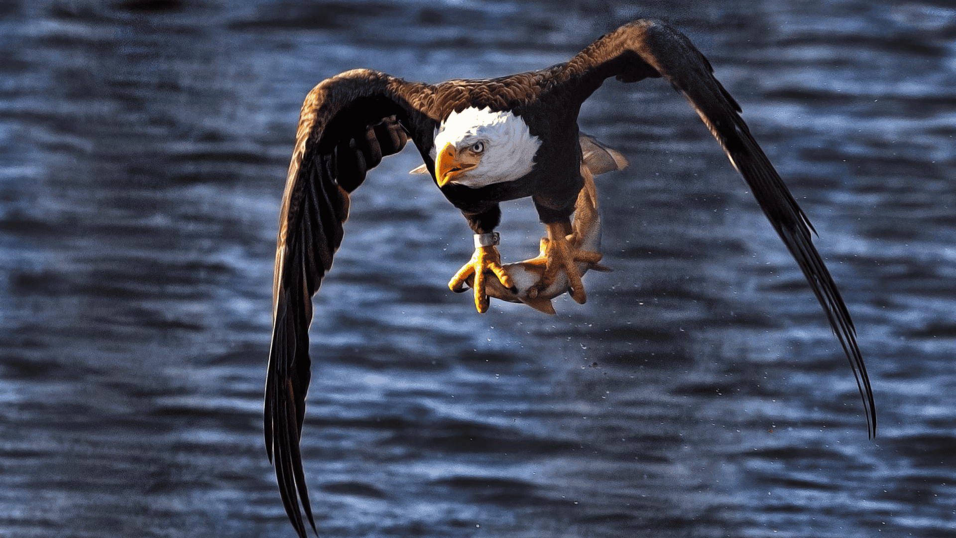 Eagle